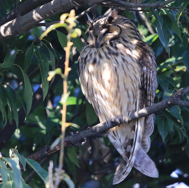 [シイナ] ノラネコ少女との暮らしかた 第4-13話 [中国翻訳] [DL版]