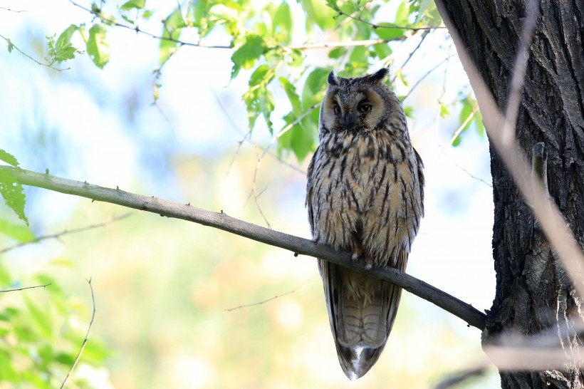 [シイナ] ノラネコ少女との暮らしかた 第4-13話 [中国翻訳] [DL版]