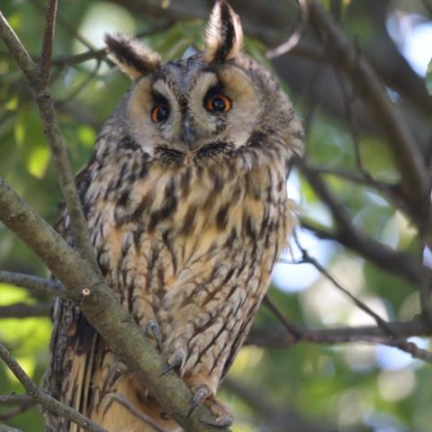 [シイナ] ノラネコ少女との暮らしかた 第4-13話 [中国翻訳] [DL版]