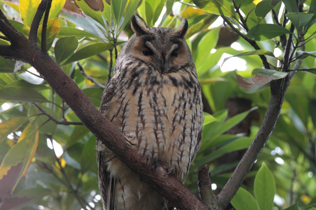 [シイナ] ノラネコ少女との暮らしかた 第4-12話 [中国翻訳] [DL版]