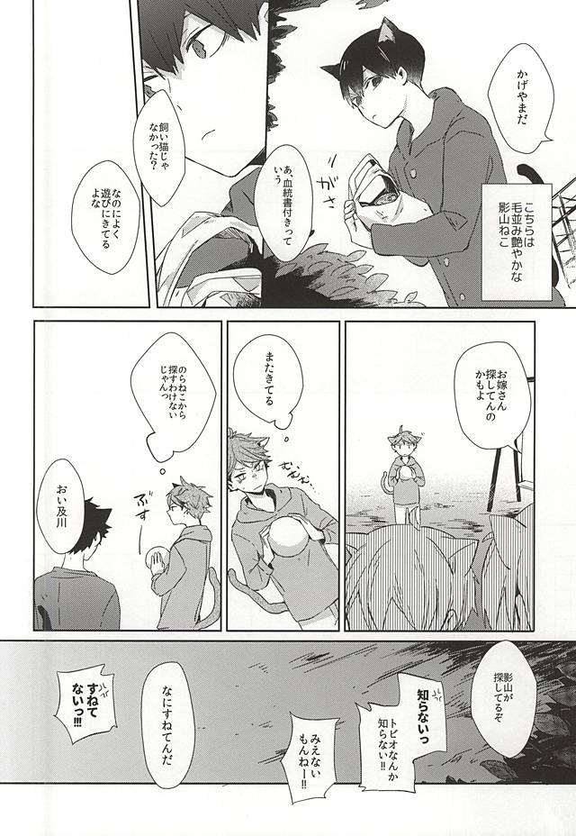 (RTS!!5) [少年H (ゆうき)] 猫になった及川さん (ハイキュー!!)