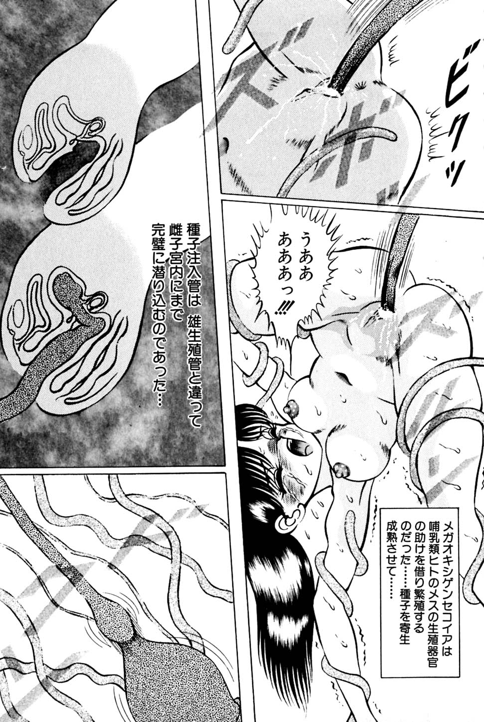 [鋭利菊] 奇妙な果実