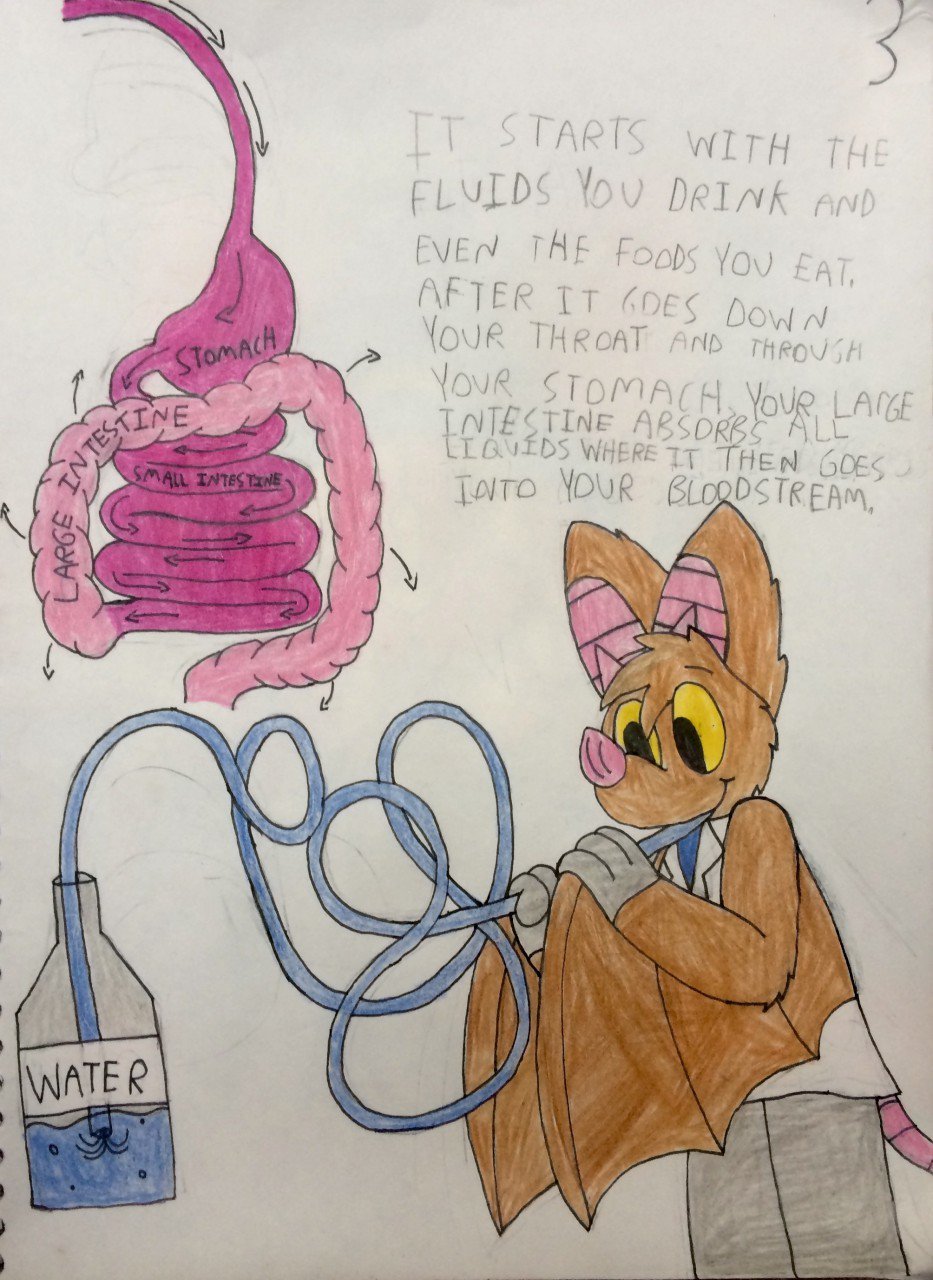 Echothefruitbat Echothefruitbat