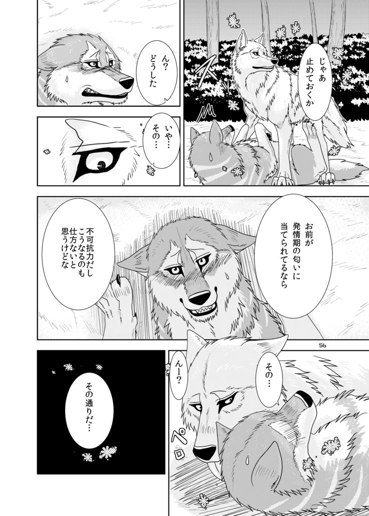 オオカミの群れ