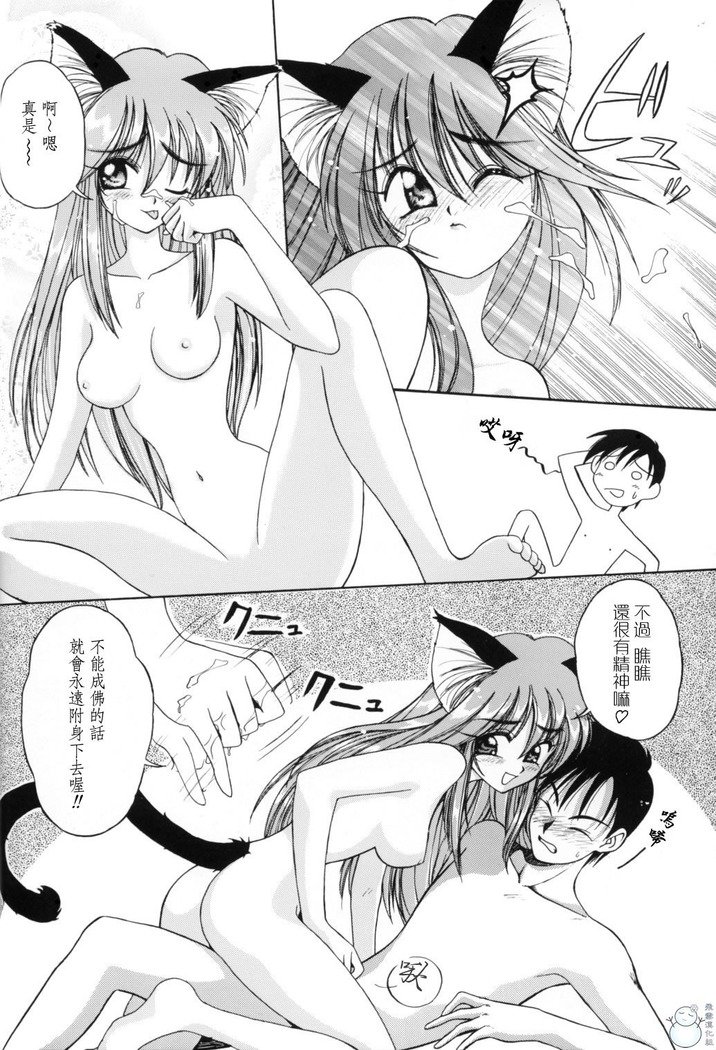 きれいな猫のショータイム