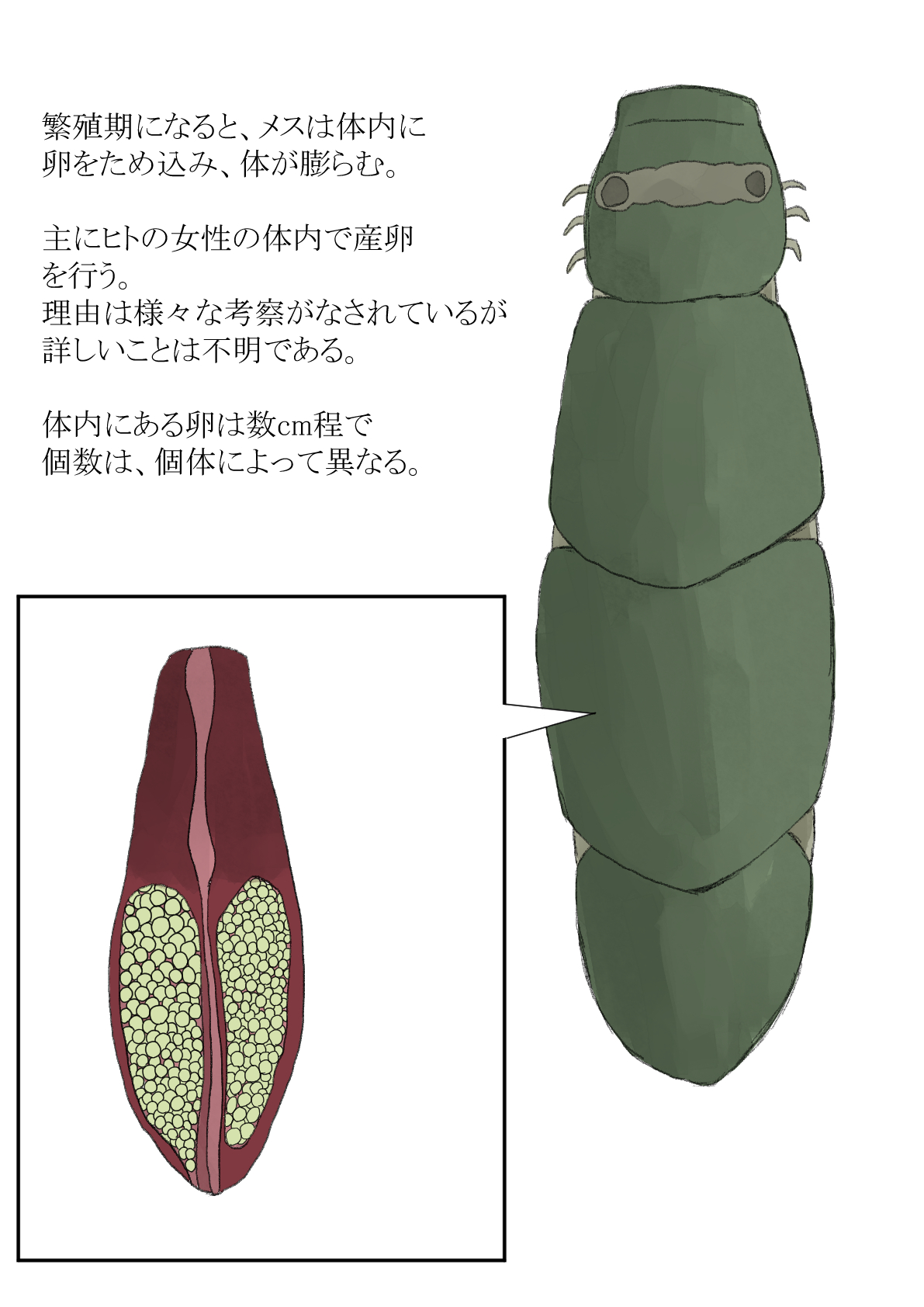 オオムシ解説図鑑