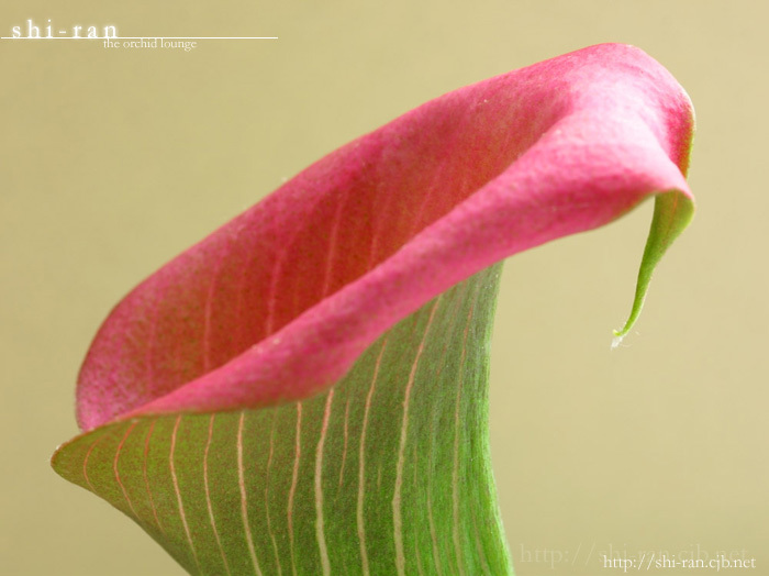 うそつき！うそつき！